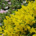 Genista lydia fleur